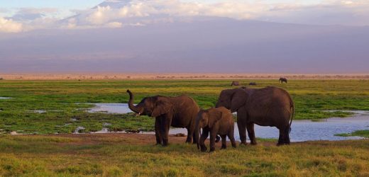 Kenya & Tanzania Highlights