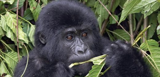 Rwanda Gorilla Trek
